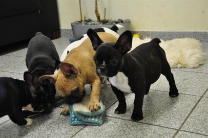 Franz�sische Bulldogge Welpen red fawn,