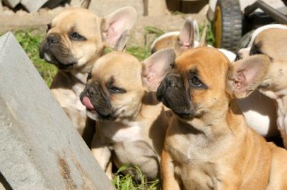 Franz�sische Bulldogge Welpen red fawn,