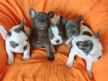 Franz�sische Bulldogge Welpen red fawn,