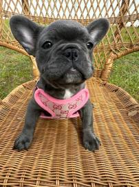 Franz�sische Bulldogg Welpen whatsapp nu