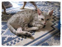 2 GRATIS K�tzchen leicht flauschige