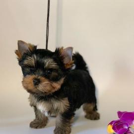 S?sse Mini Yorkshire Terrier Welpen What
