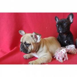 Bildsch?ne- Franz?sische -Bulldoggen++++
