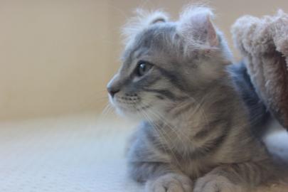 Pedigree American Curl K�tzchen