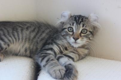 Pedigree American Curl K�tzchen